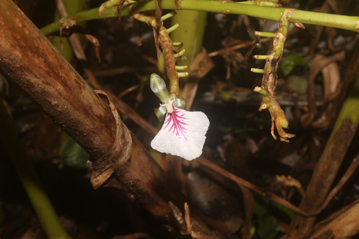 Elettaria cardamomum (L.) Maton